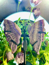 Load image into Gallery viewer, Breathtaking Mini Fluorite Crystal Butterfly Wings