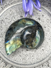 Load image into Gallery viewer, Discounted Labradorite Crystal Nautilus Shell Carving