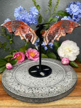Load image into Gallery viewer, Stunning Mexican Crazy Lace Agate Dragon Wings Black Stand
