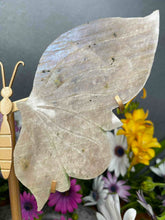 Load image into Gallery viewer, Moonstone Crystal Butterfly Wings Blue Flash Gold Stand
