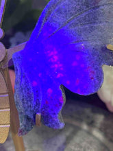 Load image into Gallery viewer, Stunning UV Ruby Kyanite Fuchsite Crystal Butterfly Wings On Gold Stand
