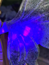 Load image into Gallery viewer, Gorgeous UV Ruby Kyanite Fuchsite Crystal Butterfly Wings On Gold Stand
